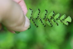 Adiantum philippense